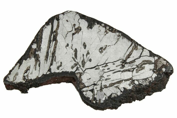 Etched Canyon Diablo Meteorite Slice ( g) - Arizona #356040